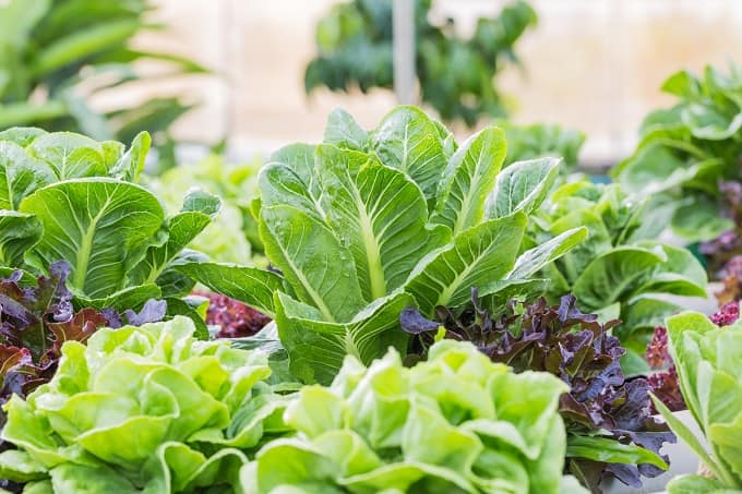 गमले में उगाने के लिए हरी पत्तेदार सब्जियों के नाम - Green leafy vegetables list to grow in pots in Hindi